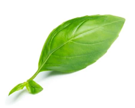 Basil leaf Stock Photos