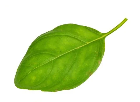 Basil leaf Stock Photos