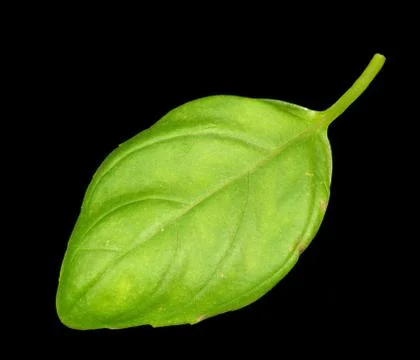 Basil leaf Stock Photos