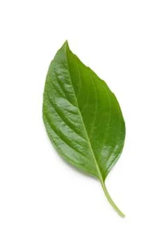 Basil leaf Stock Photos