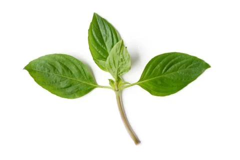 Basil leaf Stock Photos
