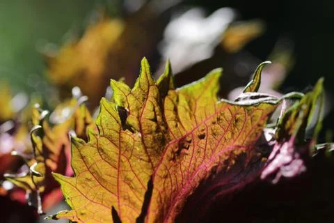 Basil leaf Stock Photos