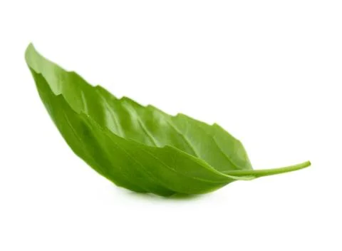 Basil leaf Stock Photos