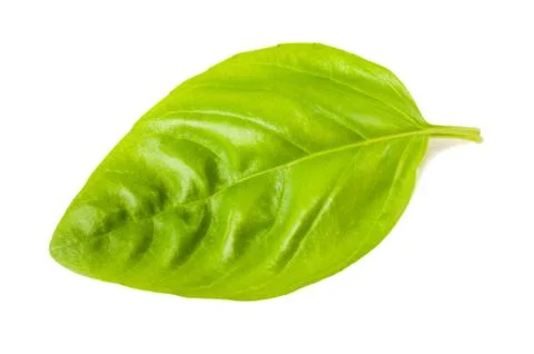 Basil leaf Stock Photos