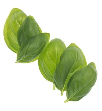 Basil leaf Stock Photos