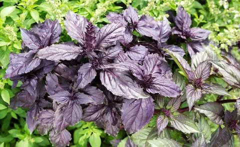 Basil leaf plantation. Stock Photos