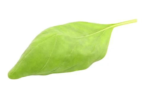 Basil leaf single isolated on a white background with clipping path Stock-Fotos