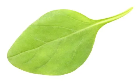 Basil leaf single isolated on white background with clipping path Stock-Fotos