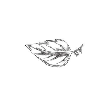 Basil leaf sketch vector illustration Stock Illustration