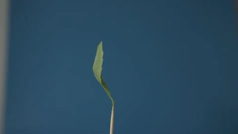 Basil Leaf Slowly Rotating on Blue Screen, Chroma Key. Vidéo 186758654