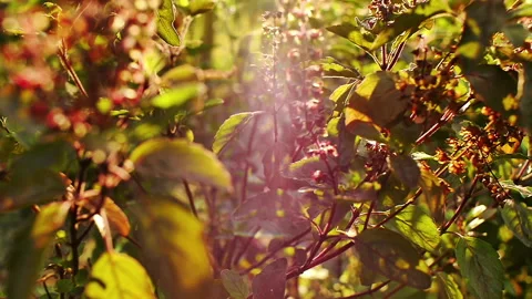 Basil Leaf on a summer morning Stock Footage 247472336
