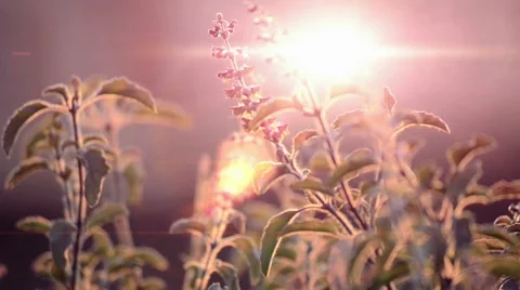 Basil leaf swinging in the wind on sunny sky with vintage look. Stock Footage 54979658