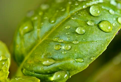 Basil leaf with water drops Foto stock