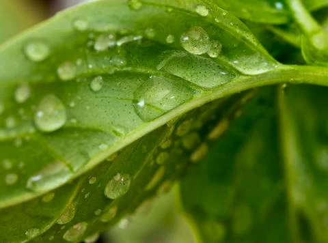 Basil leaf with water drops Stock Photos