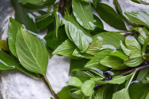 Basil leaf on water, Thai basil for vegetables food and herbs. Foto stock