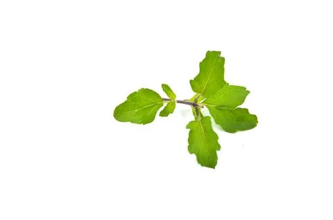 Basil leaf on white background Foto stock