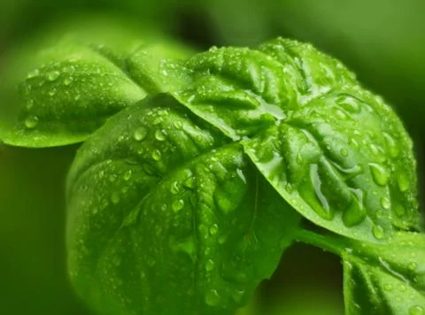 Basil Leafs Close Up with Water droplets Stock Photos