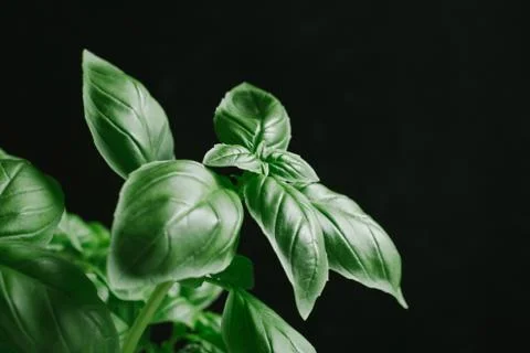 Basil leafs on the dark background. Green leaves closeup. Aromatic ingredient in Stock Photos
