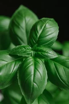 Basil leafs on the dark background. Green leaves closeup. Aromatic ingredient in Stock Photos