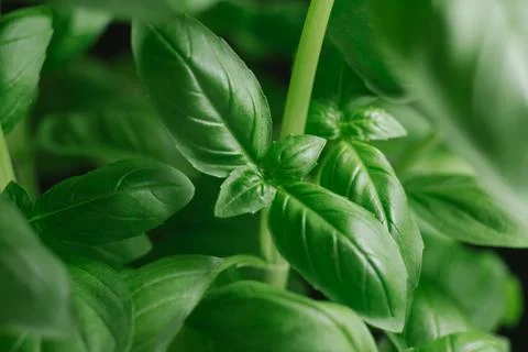 Basil leafs on the dark background. Green leaves closeup. Aromatic ingredient in Stock Photos