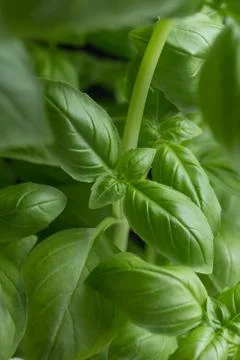 Basil leafs on the dark background. Green leaves closeup. Aromatic ingredient in Stock Photos