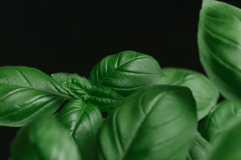 Basil leafs on the dark background. Green leaves closeup. Aromatic ingredient in Stock Photos