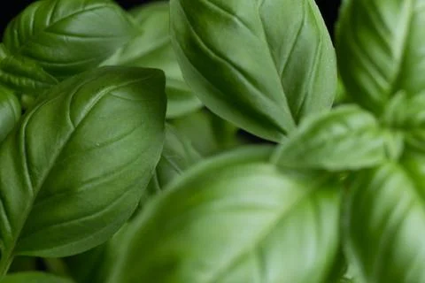 Basil leafs on the dark background. Green leaves closeup. Aromatic ingredient in 스톡 사진