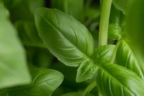 Basil leafs on the dark background. Green leaves closeup. Aromatic ingredient in 스톡 사진