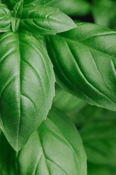 Basil leafs on the dark background. Green leaves closeup. Aromatic ingredient in Foto stock