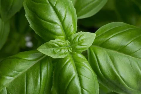 Basil leafs on the dark background. Green leaves closeup. Aromatic ingredient in Stock Photos