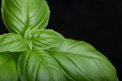 Basil leafs on the dark background. Green leaves closeup. Aromatic ingredient in Foto stock