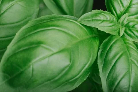 Basil leafs on the dark background. Green leaves closeup. Aromatic ingredient in Foto stock