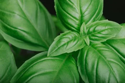 Basil leafs on the dark background. Green leaves closeup. Aromatic ingredient in Stock-Fotos