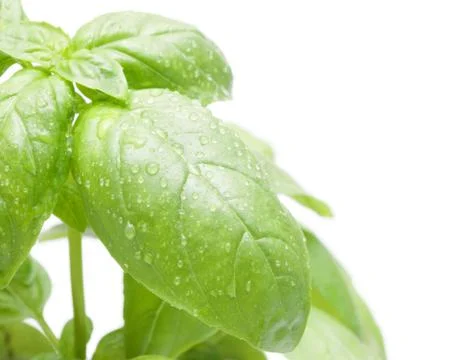 Basil leafs Stock Photos