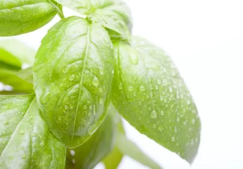 Basil leafs Stock Photos