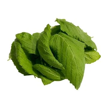 Basil leaves-1 Fotos de archivo