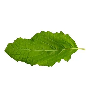 Basil leaves-2 写真素材
