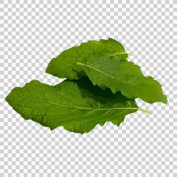 Basil leaves-4 Фото