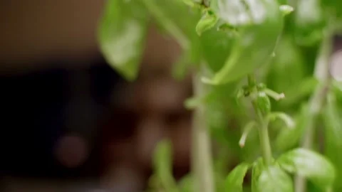 Basil leaves and plant stem explored up close Stock Footage 221588161