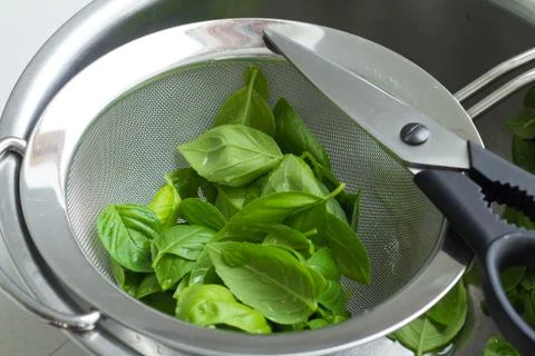 Basil leaves and scissors Stock Photos