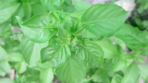 Basil leaves are part of the vegetable Stock Footage 194959404