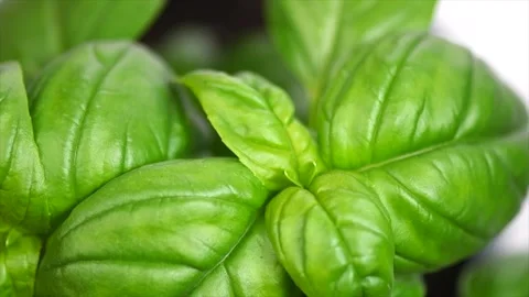 Basil leaves background. Green basil growing. Fresh Flavoring.  Stock Footage 295891296