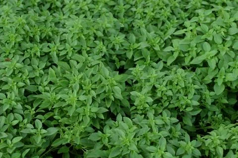 Basil leaves background Foto stock