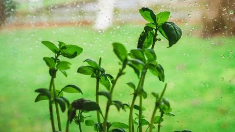 Basil leaves on a background window Stock Photos