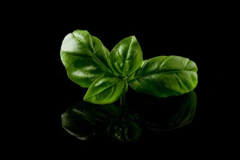 Basil leaves on black background Stock Photos
