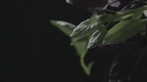 Basil leaves on black background in studio Stock Footage 146947993