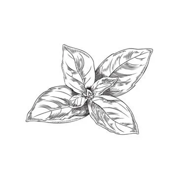 Basil leaves bunch engraving sketch style vector illustration isolated on white. Stock Illustration