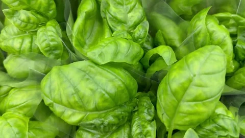Basil leaves in bunches Stock Footage 243437596