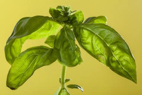 Basil leaves close up Foto stock
