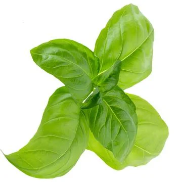 Basil leaves in closeup Stock Photos